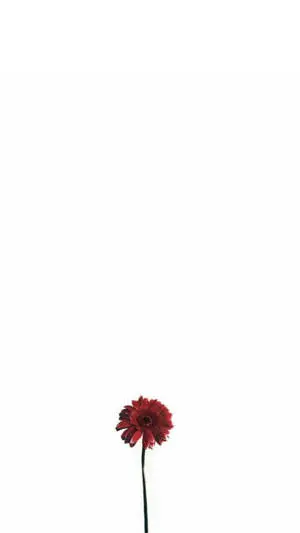 Red Daisy In Cute White Aesthetic