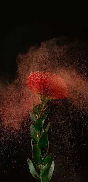 Vibrant Red Flower in 2K AMOLED Display- Vibrant colors with stunning clarity