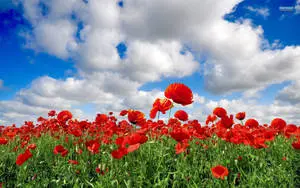Red Poppy Flower Field Cloudy Day