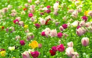 Red White Pink Flowers Nature