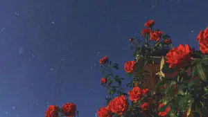 Rose Flowers Aesthetic