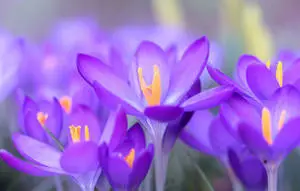 Saffron Crocus Aesthetic