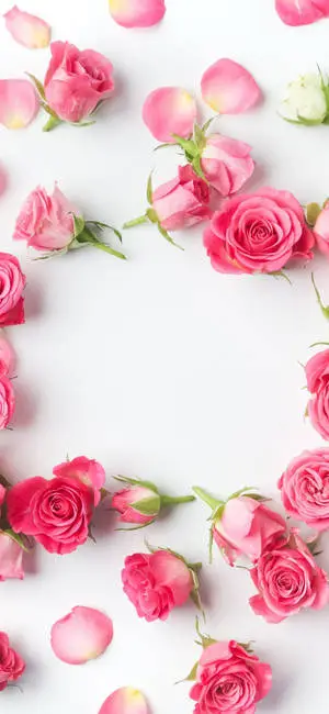 Scattered Pink Rose iPhone