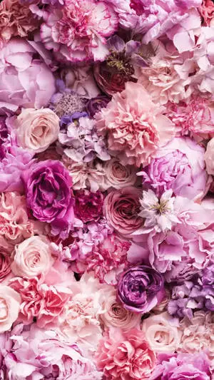 Shades Of Purple and Pink Rose iPhone 