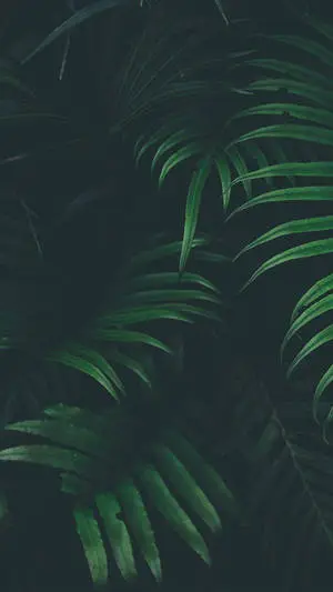 Shadowy Green Leaves Aesthetic