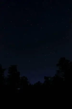 Silhouette Trees Pure Black HD Phone Digital Art