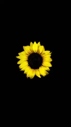 Single Sunflower Dark HD Flowers