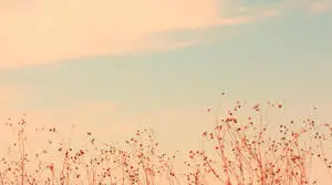 Small Petaled Flowers Aesthetic Mac