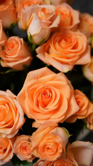Solid Pastel Color Orange Roses