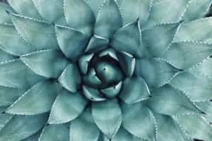 Top View Teal Flower