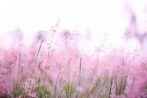 Thin Stalks With Pink Flowers Aesthetic