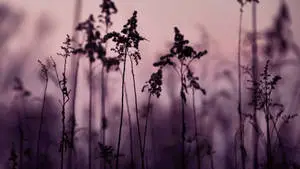 Enchanting Darkness: A Unique Aesthetic of Tiny Black Flowers
