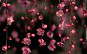 Vines Tumblr Flowers Desktop