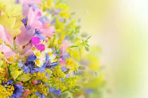 Variety Tumblr Flowers Desktop