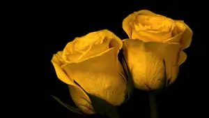 Two Yellow Roses Dark HD Flowers