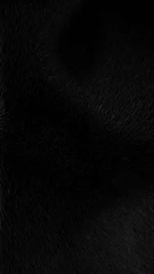 a black background with a black cat