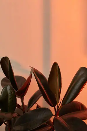 Vintage Aesthetic Flower Leaves