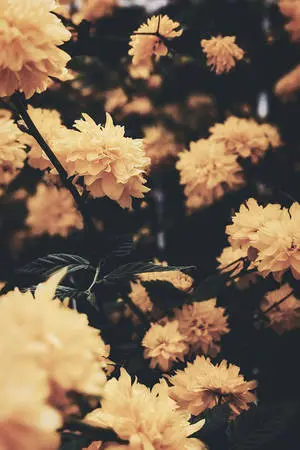 Vintage Aesthetic iPad White Flowers