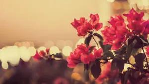 Vintage Aesthetic Red Floral