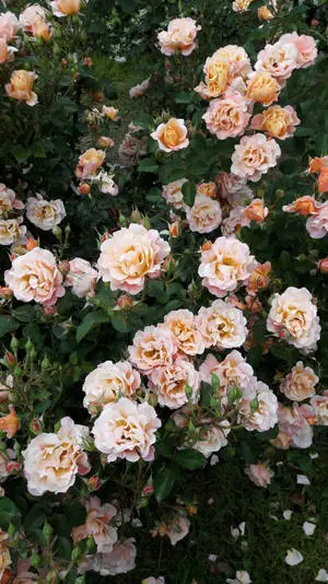 Vintage Flower Aesthetic Garden Roses