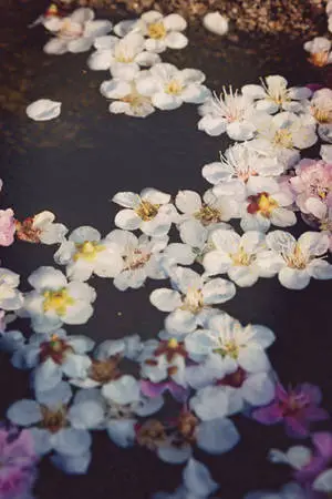 Vintage Flower Aesthetic On Water
