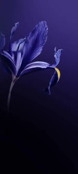 Vivo V20 Purple Flower