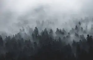 Volatile Foggy Forest Aerial View