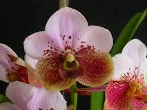 Majestic Waling-Waling Orchid