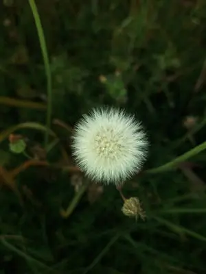WhatsApp DP Dandelions 