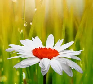  Caption: Captivate with Vibrant Elegance - Red & White Flower WhatsApp DP  