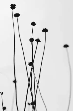 White Abstract Flower
