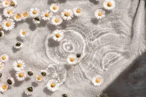 White Aesthetic Daisy Flowers