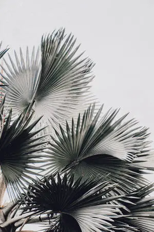 White Aesthetic Palm Tree