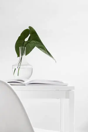 White Aesthetic Plant