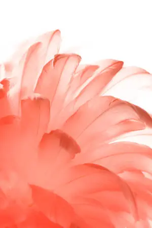 White Aesthetic Red Feathers