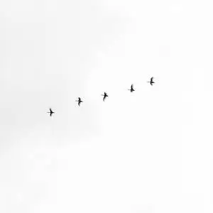 White Aesthetic Sky With Birds