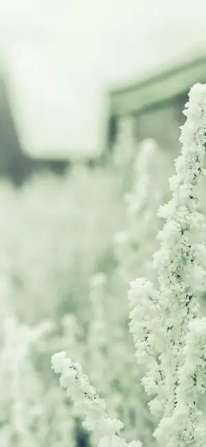 White Astilbe Green And White Aesthetic
