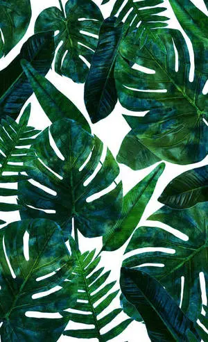 White Backdrop Monstera Leaves Aesthetic