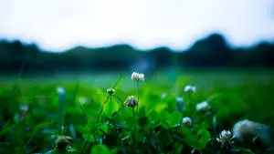 White Clover Flower Plant 4K Background