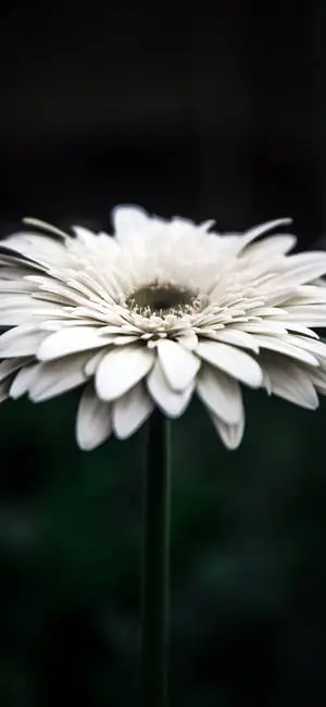 White Daisy Aesthetic iPhone 11