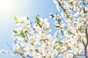White Flower Sun