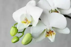 White Orchid Type