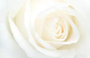 White Rose Solid Shot