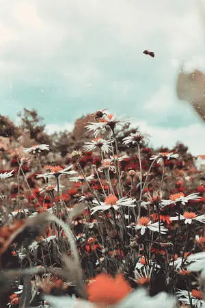 White Vintage Flower Aesthetic Daisies