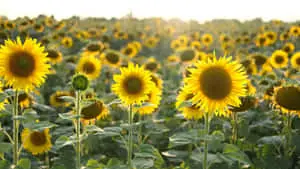 Garden Of Sunflowers In Yellow Aesthetic Flower Desktop