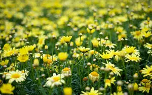 Yellow Aesthetic Flower Field