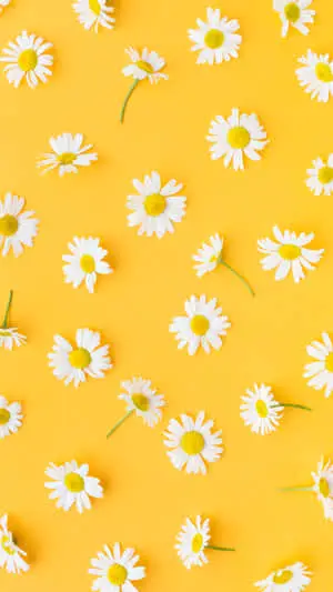 Yellow Daisy Aesthetic Pictures