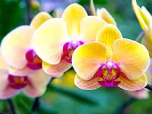Yellow Moth Orchid Variety