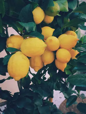 Yellow Vintage Aesthetic Setting